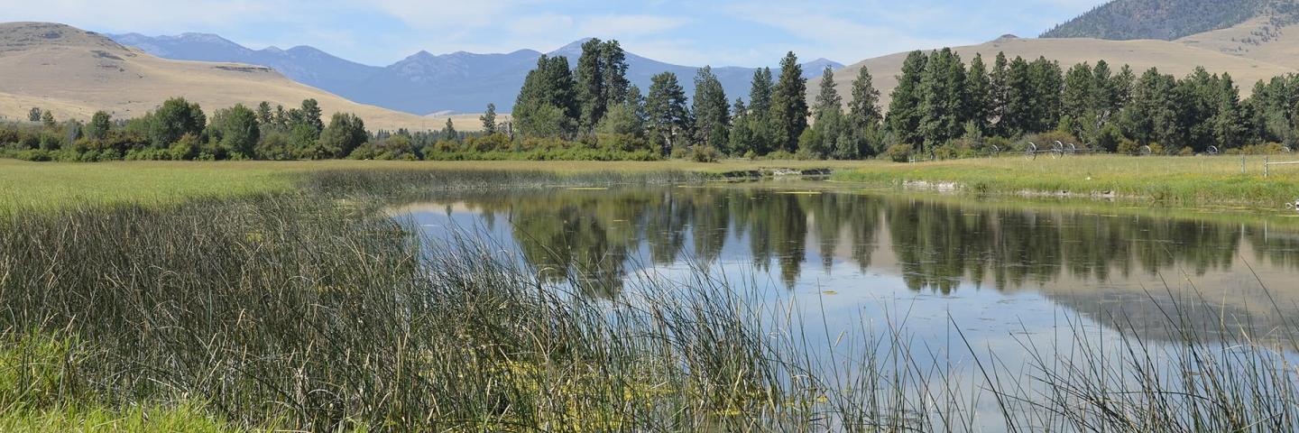 A pond rimmed by cattails and low-growing vegetation forms a wetland in a mountain valley.