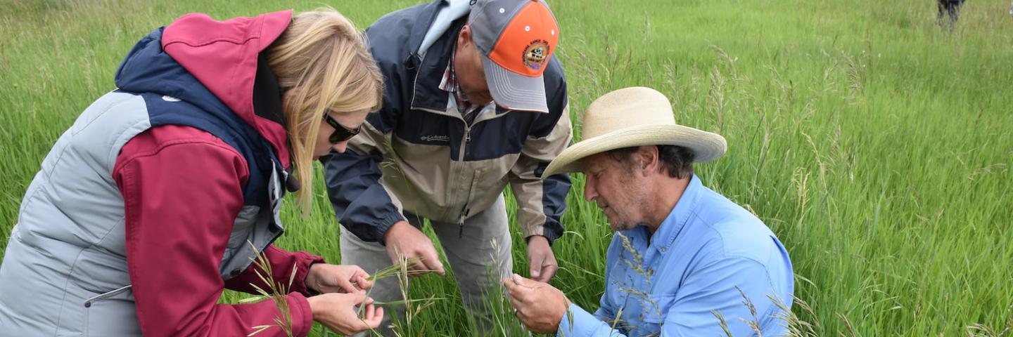 Montana employees and producer examine range plants