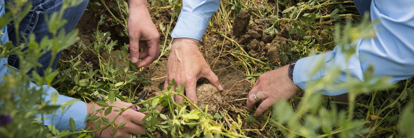 NRCS employees look at soil structure in an alfalfa field near Broadview, Montana.