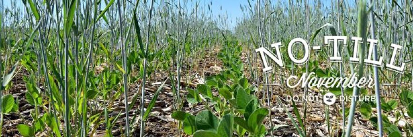 No-Till November