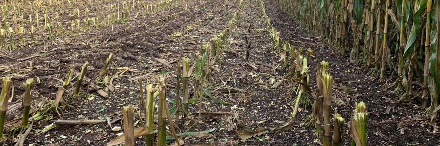 Corn stubble left in corn field.