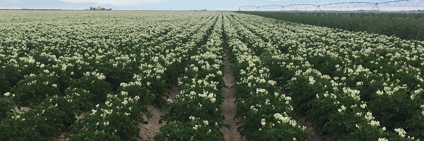 Field of potatoes in Colorado, with sprinkler system in background
