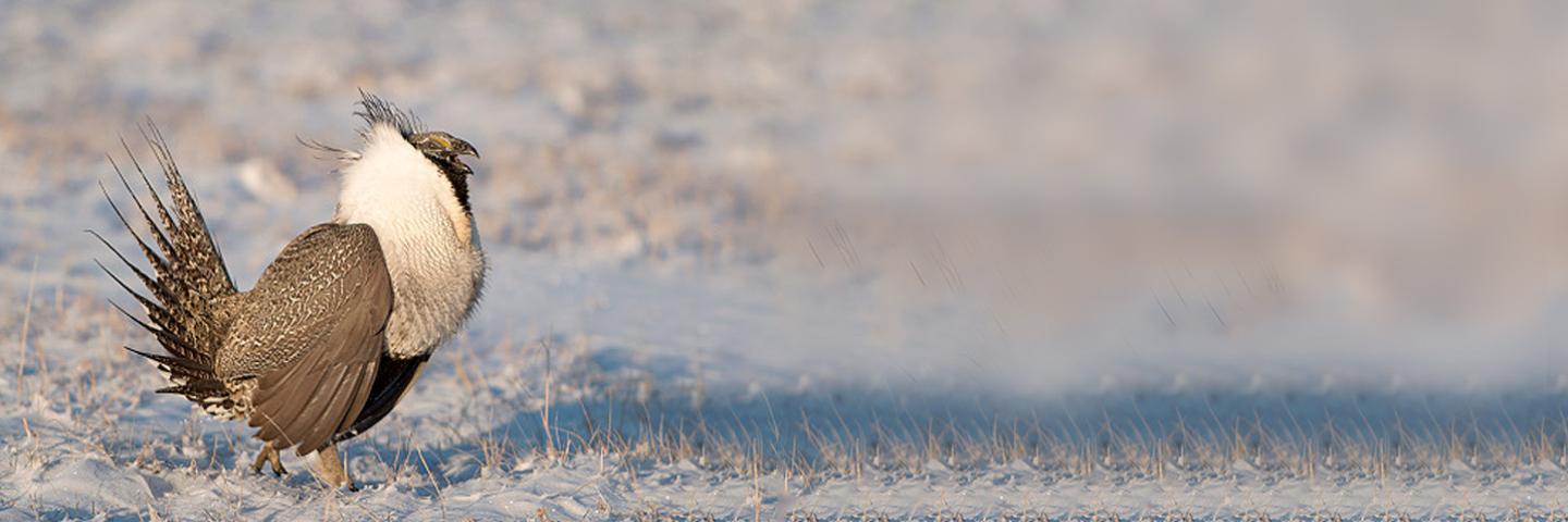Sage Grouse Range masthead