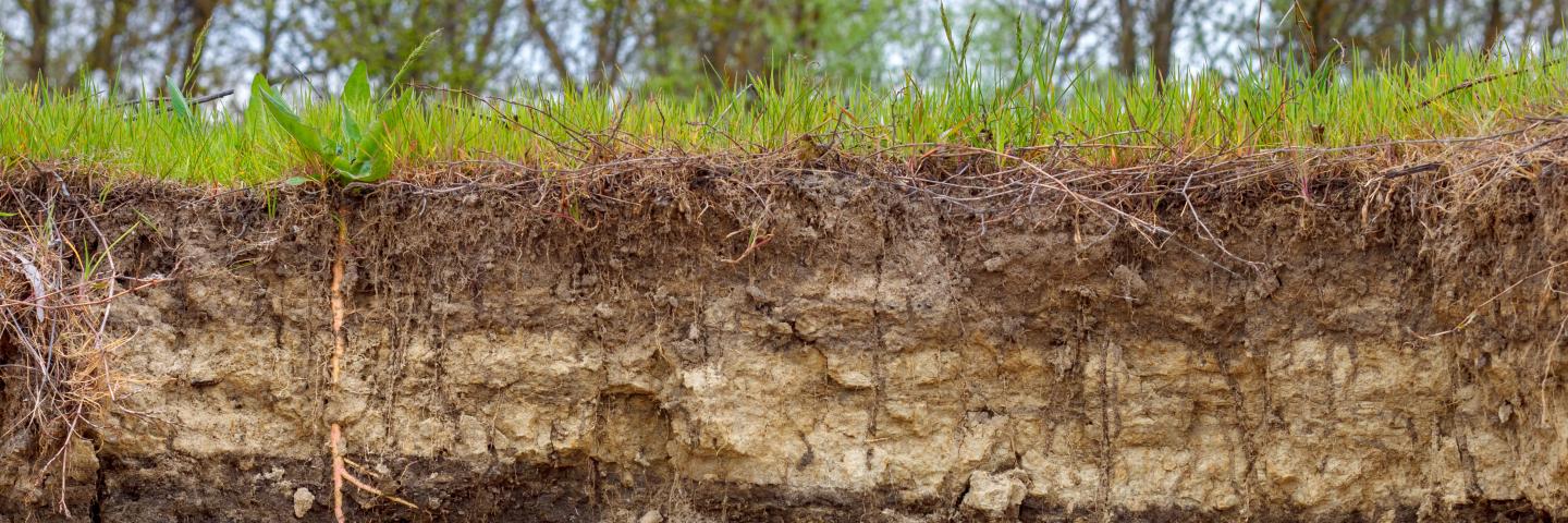 Cross section of soil from grass surface down showing roots and soil composition