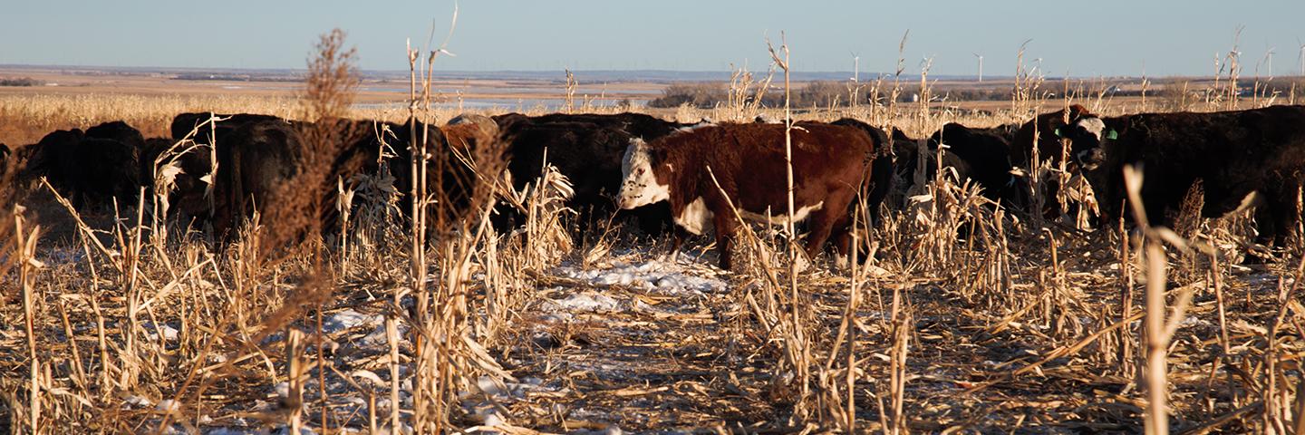 Winter Grazing White Lake