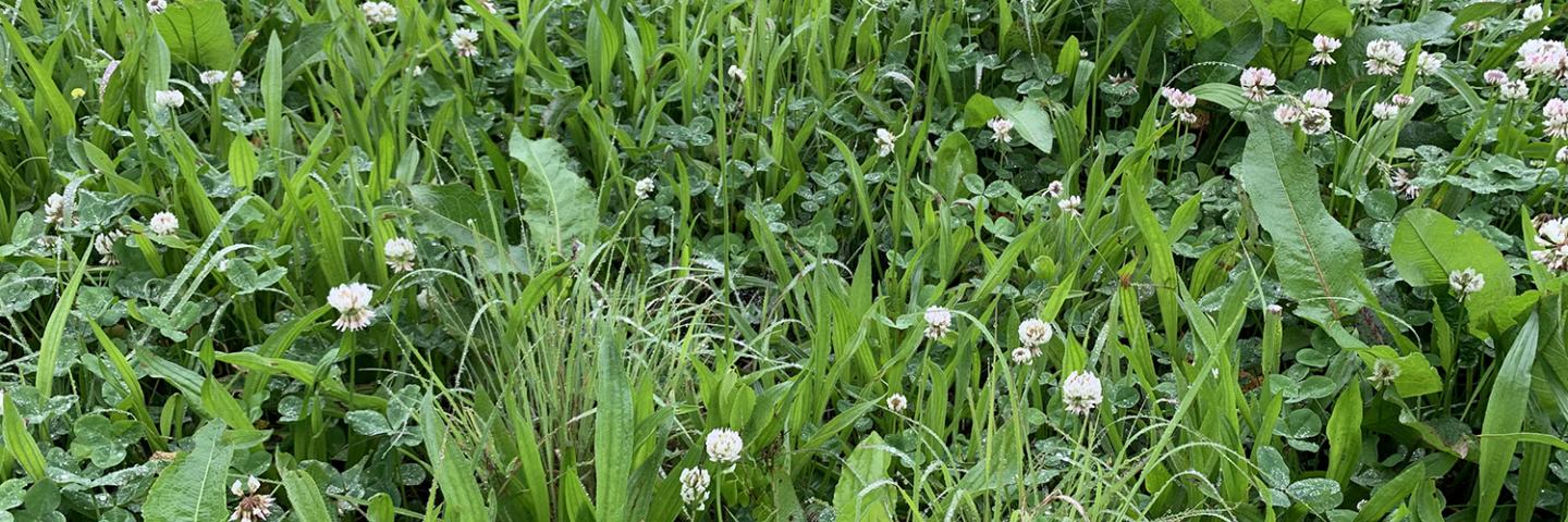 Forbs in perennial grass pasture