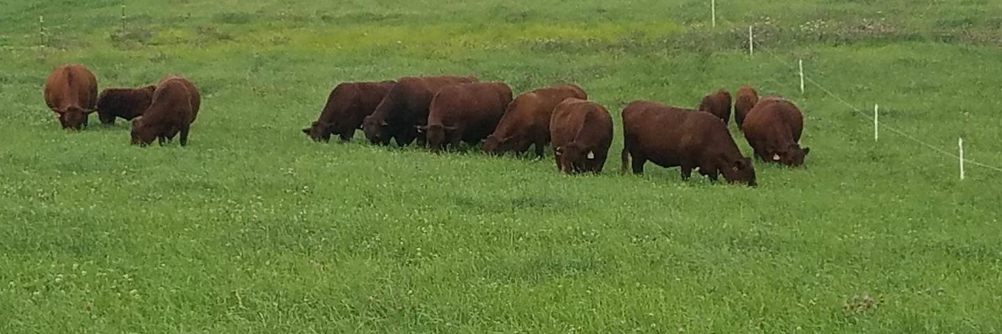 grazing cows in a field in New York