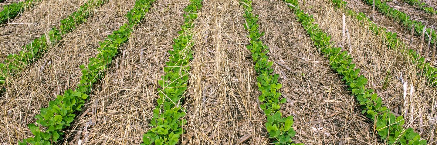 Soybeans planted into a cereal rye cover crop.