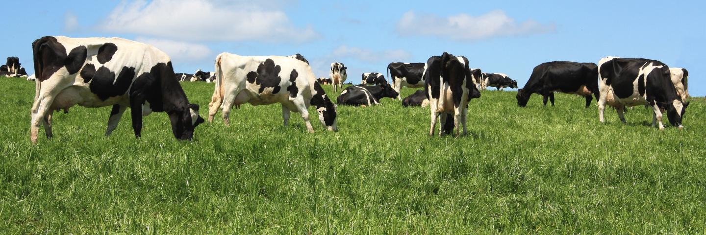 Grazing black and white Holstein dairy cattle.
