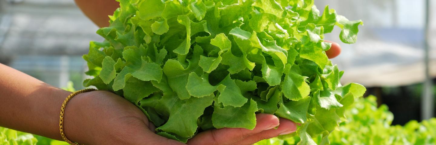 Hands holding lettuce grown using hydroponics.
