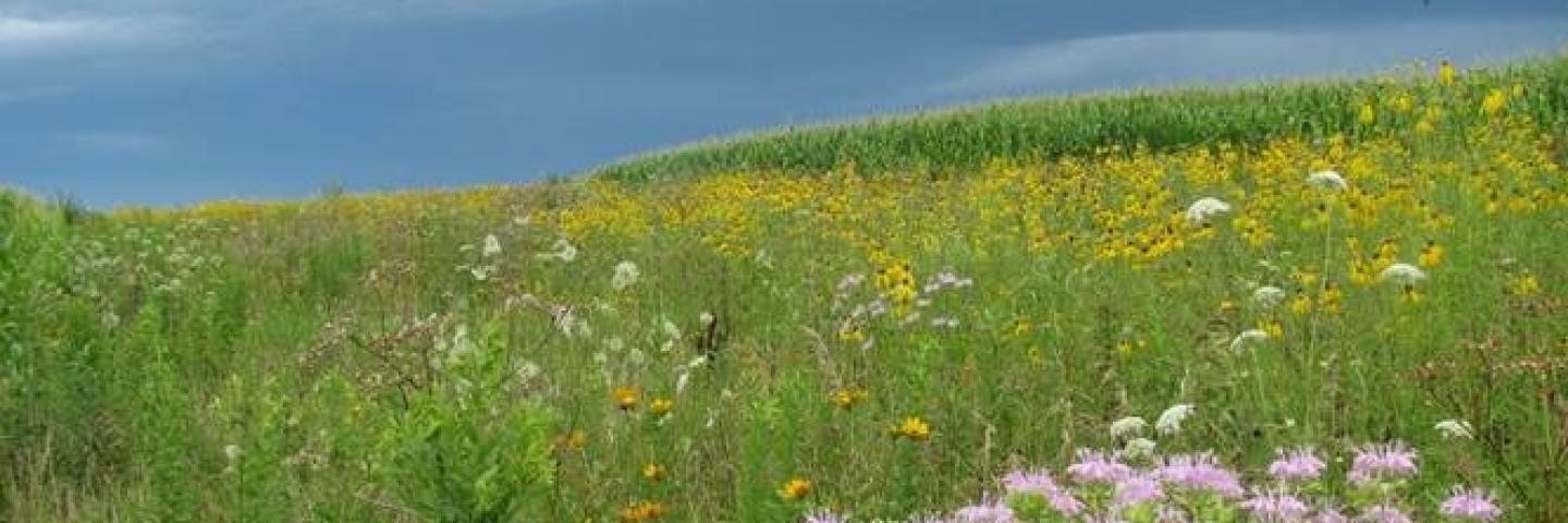 Prairie and cropland working together on the Iowa landscape.