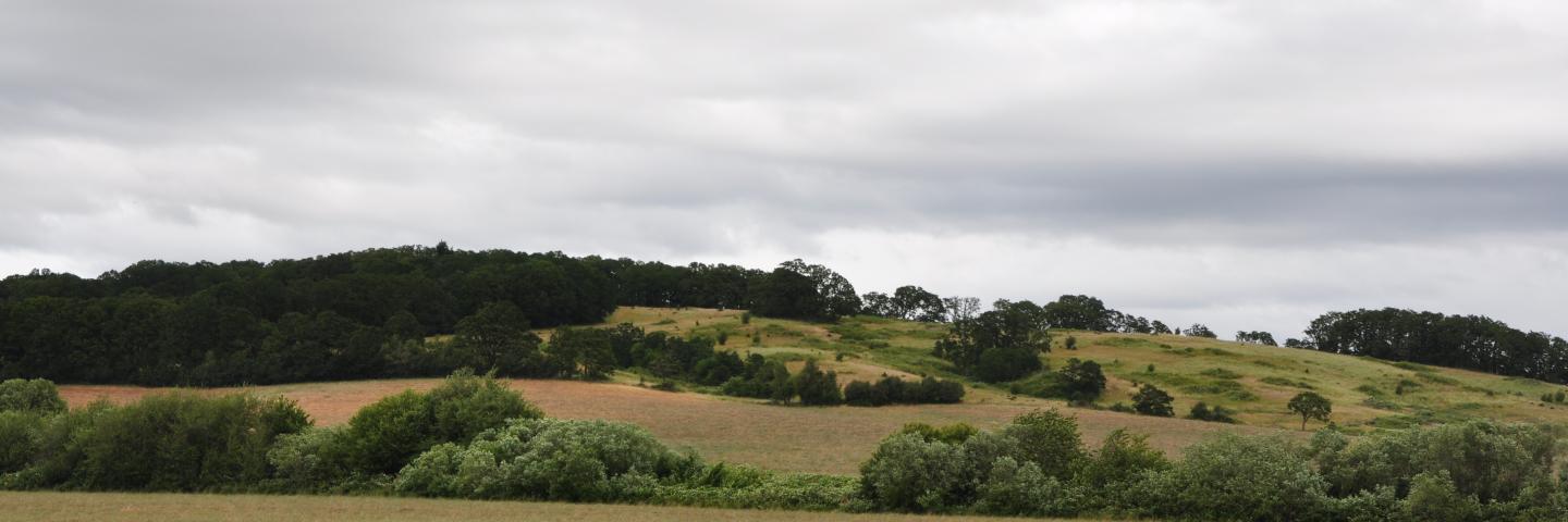 Polk County Landscape