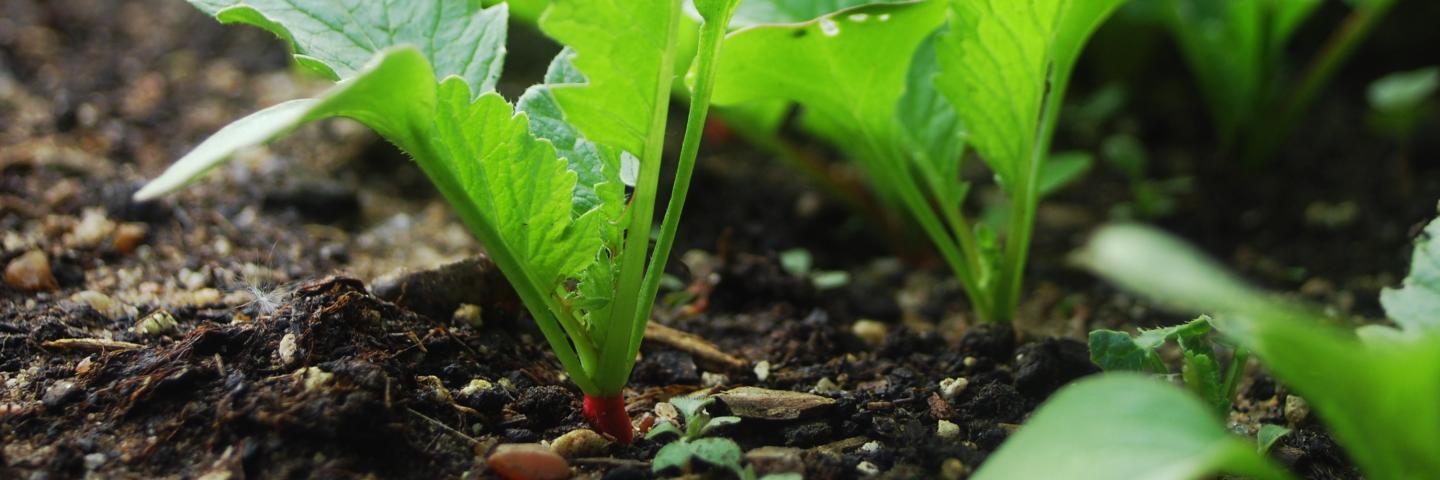 radish cover crop picture