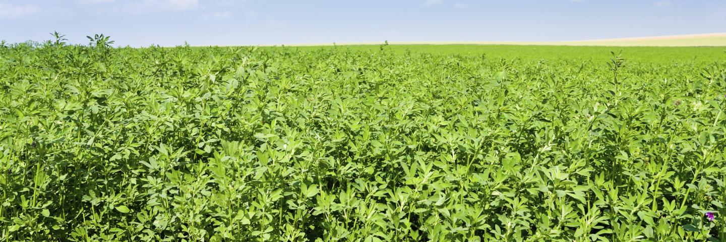 Alfalfa cover crop field