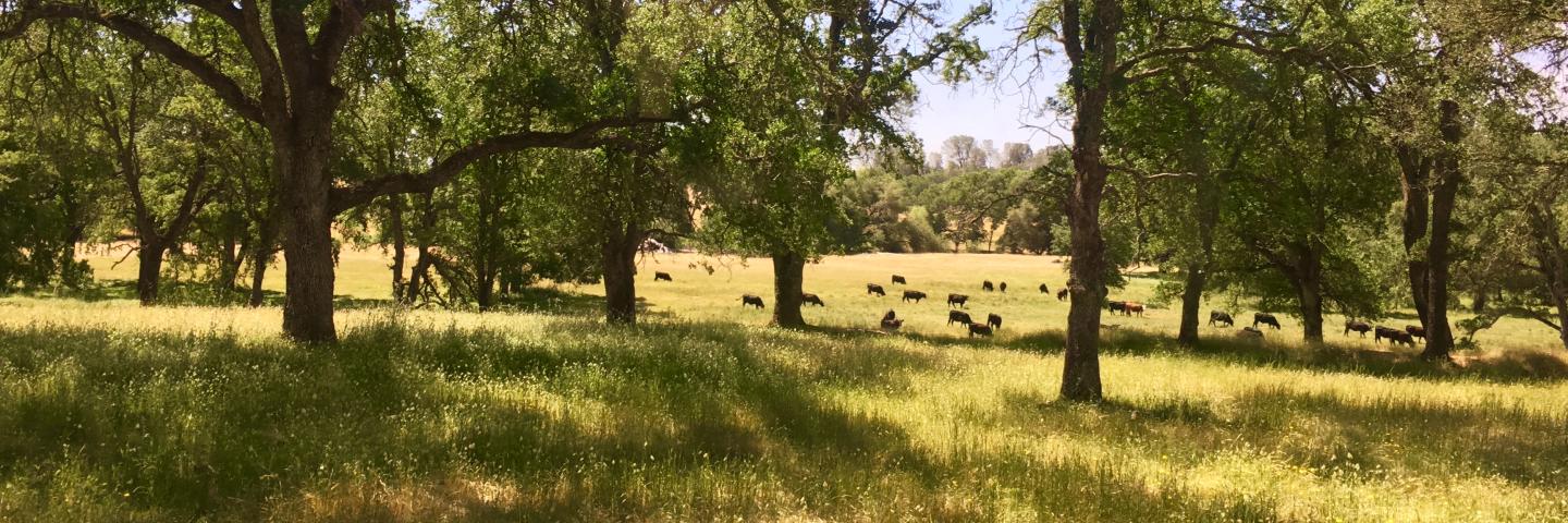 Cattle among oak trees in California