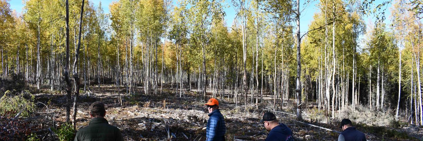 People walking in a section of cleared forest on a fuel break site.