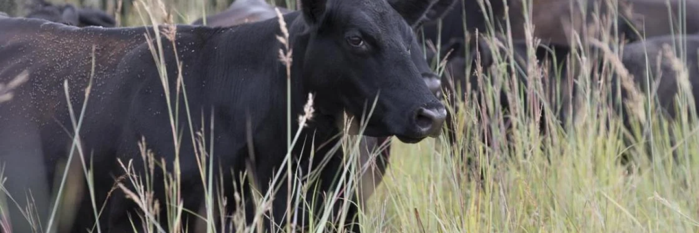 EQIP Grazing