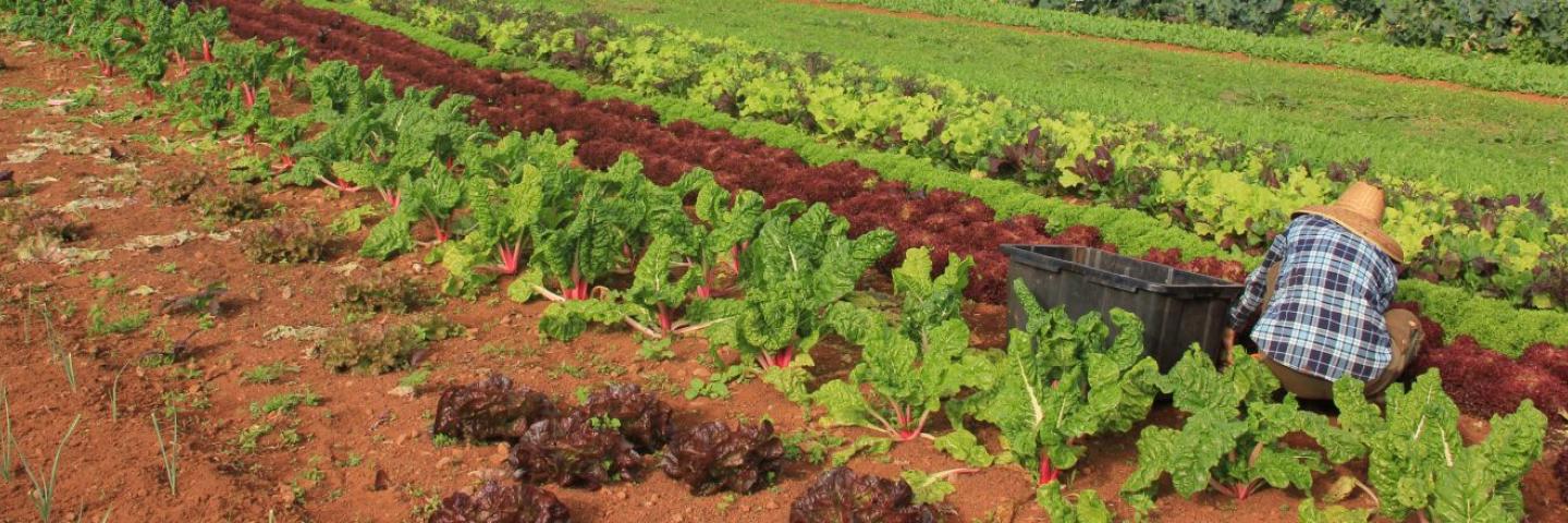 A photo of worker harvesting the vegetables.