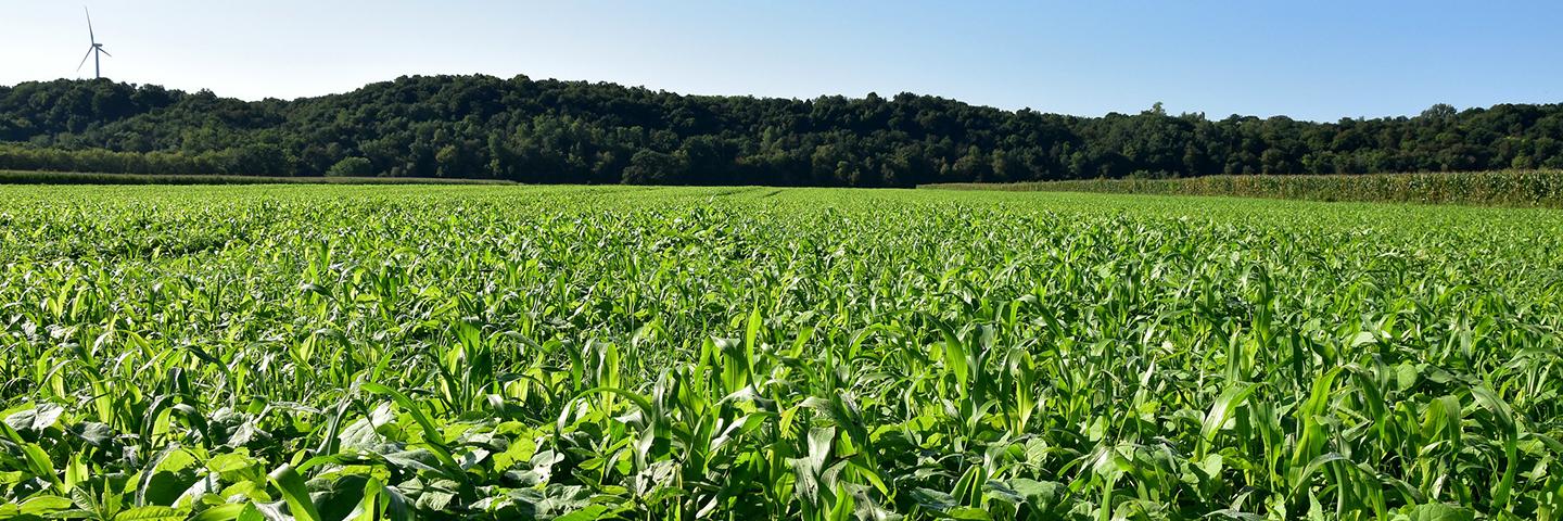 The Jewell Farm in Winneshiek County rotates corn, oats, and this cover crop mix for fall cattle grazing.