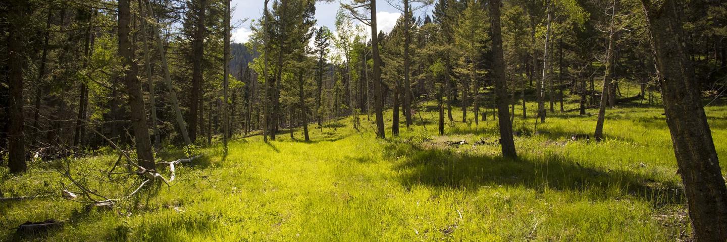 A treeless path through a forested area creates a fuel break.