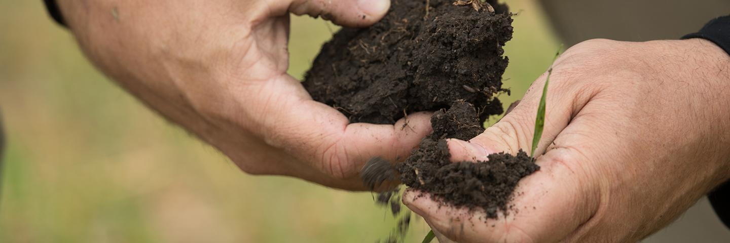 Hands holding a clump of soil
