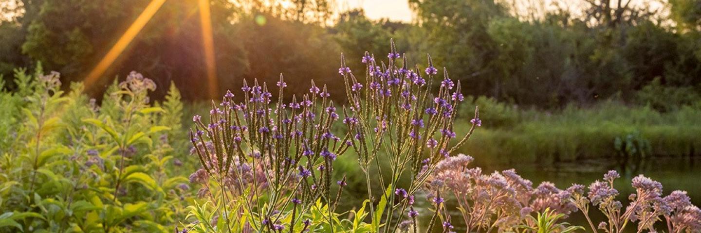 Flowers by pond at sunset