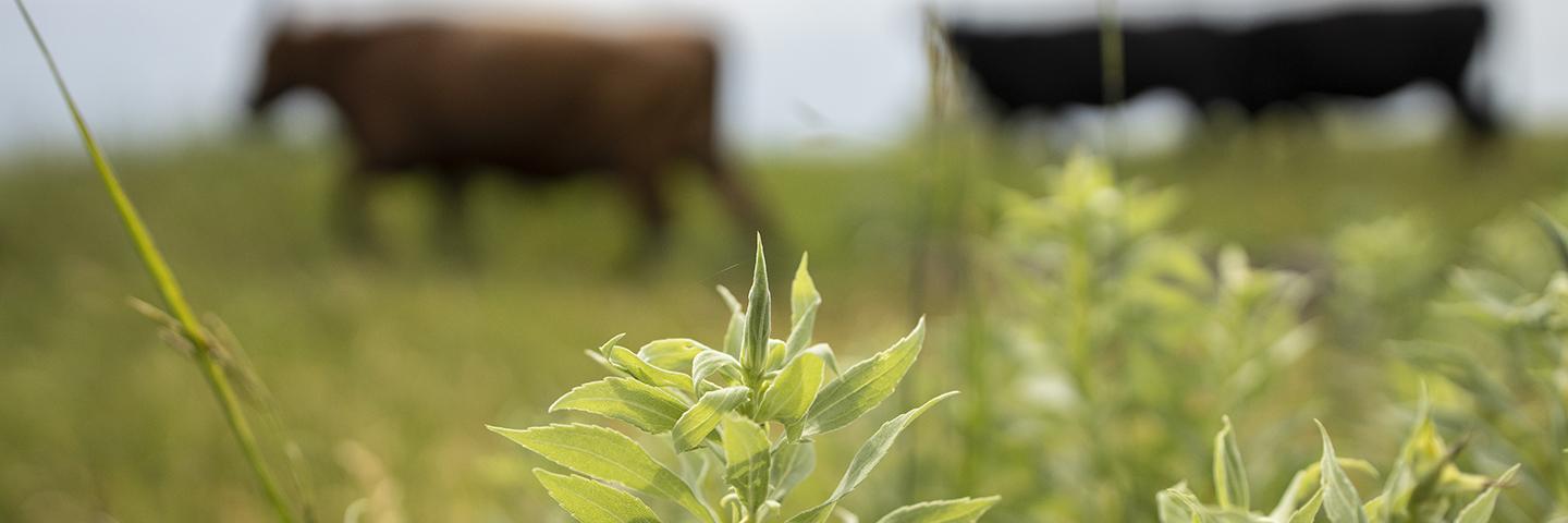 Yankton County Rangeland Improvement Project