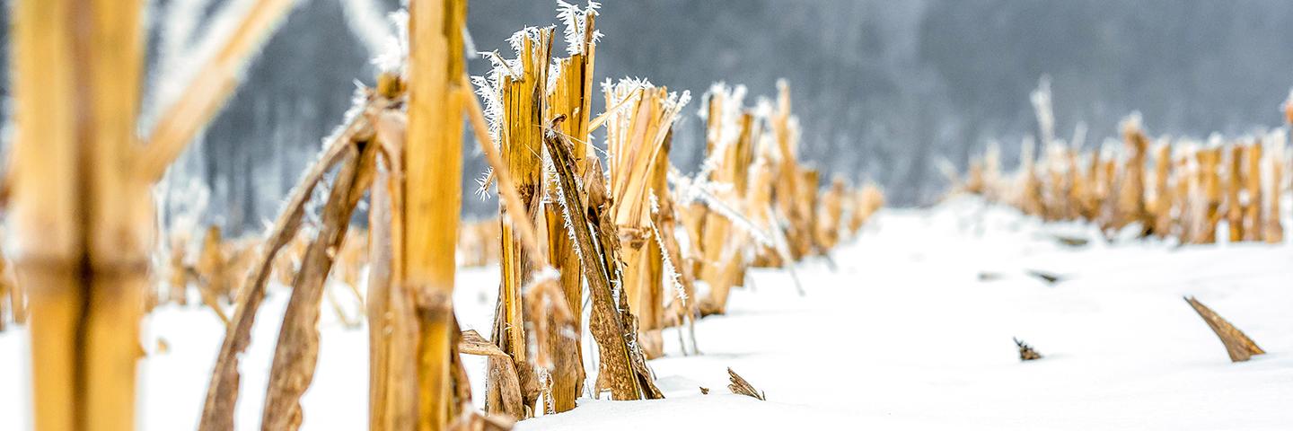 Corn stubble pops through during the winter months on an Iowa cropfield.