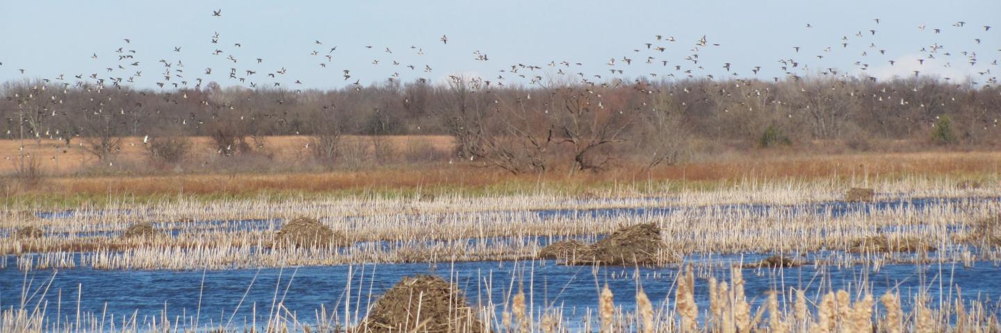 Wetland with geese