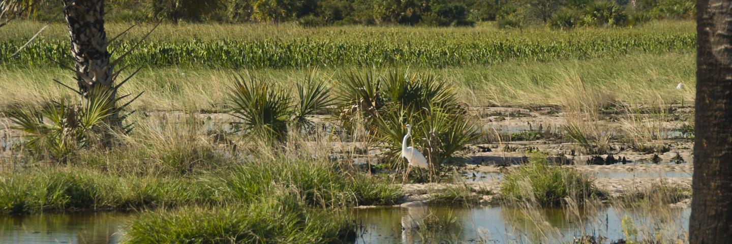 Wetland area, palm tree, grass, and egret bird, on a cattle ranch in Florida.