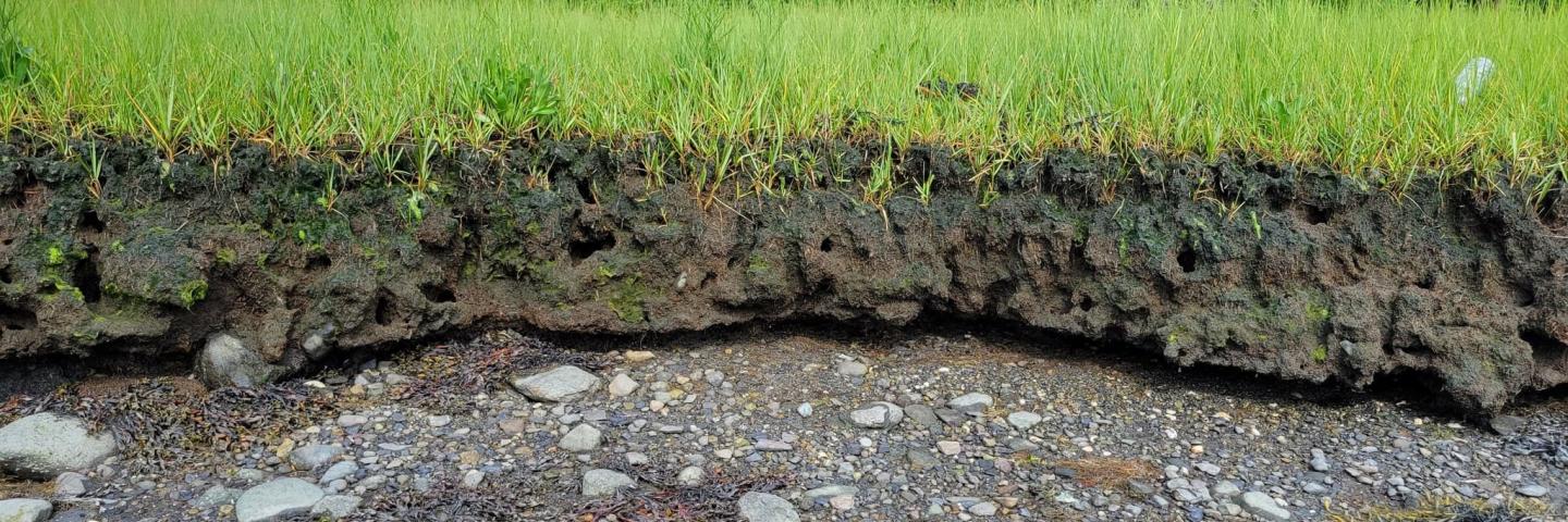 Coastal marsh soil profile (courtesy of the Society of Soil Scientists of Southern New England)