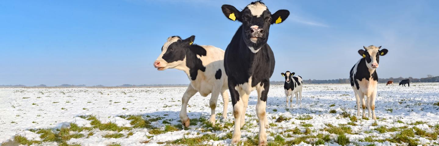 Cows grazing in winter field.