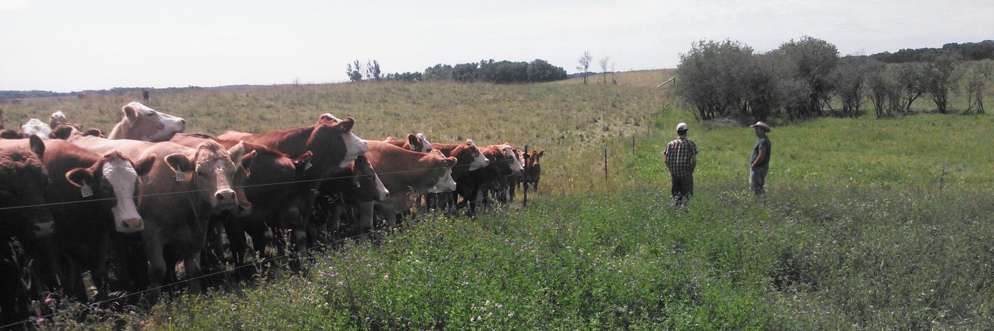 Joe Cattle Pasture Minnesota
