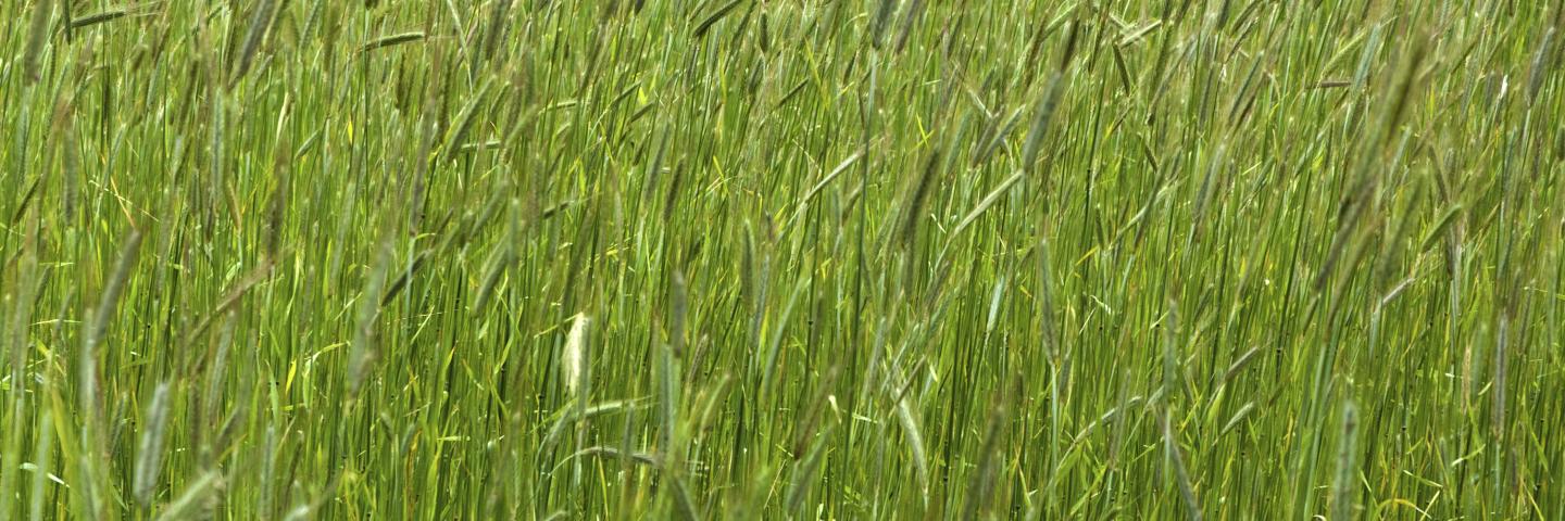 Rye grass cover crop