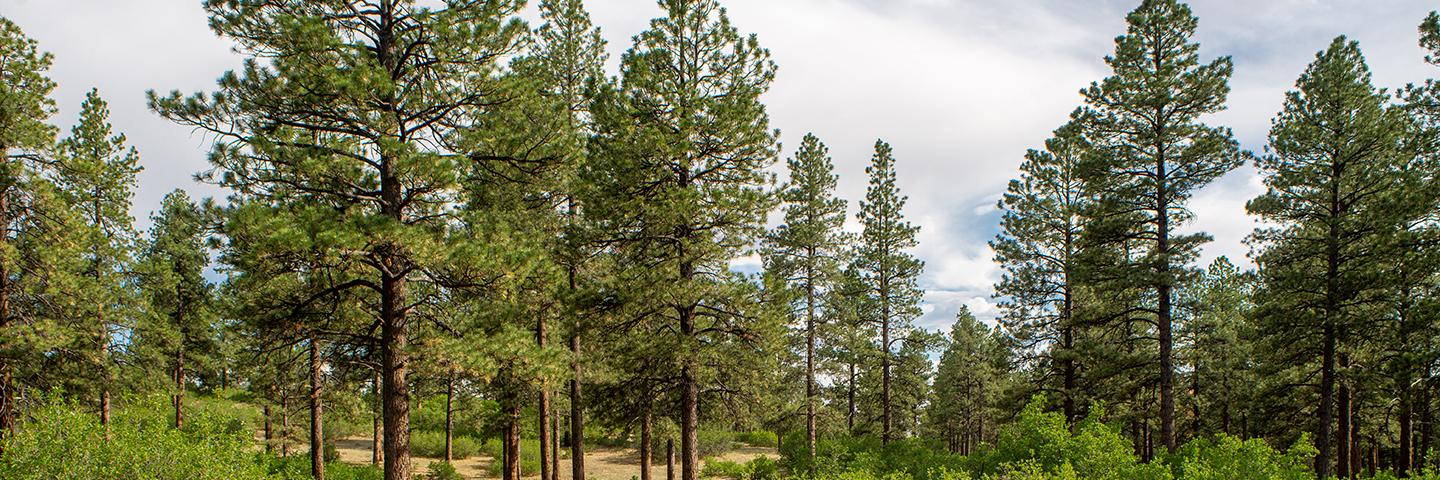 Ponderosa Pine