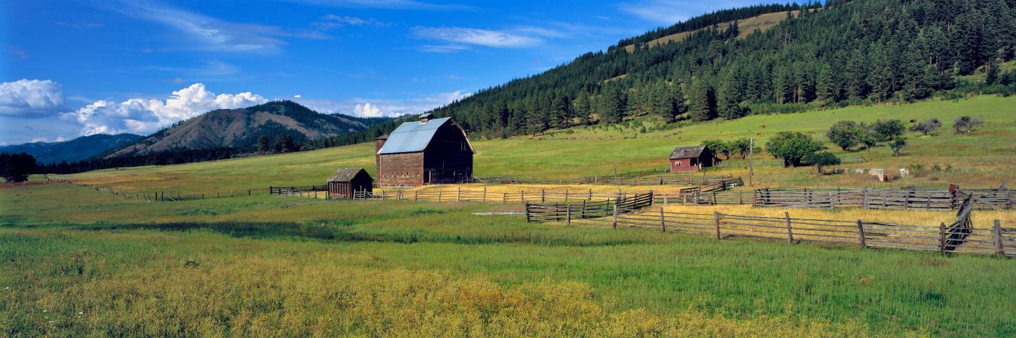 Washington State, Kittitas Co. Summer pasture surrounds an old barn on a farm in Kittitas County in central Washington State.