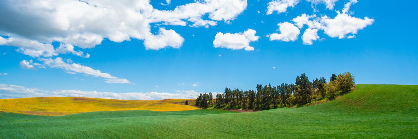 Idyllic rural landscape with farm wheat fields and blue sky seen from the Palouse in Washington State