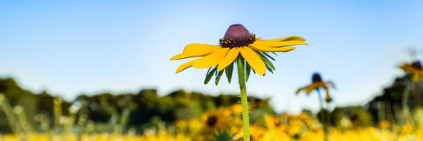 Field of Black Eyed Susan flowers.