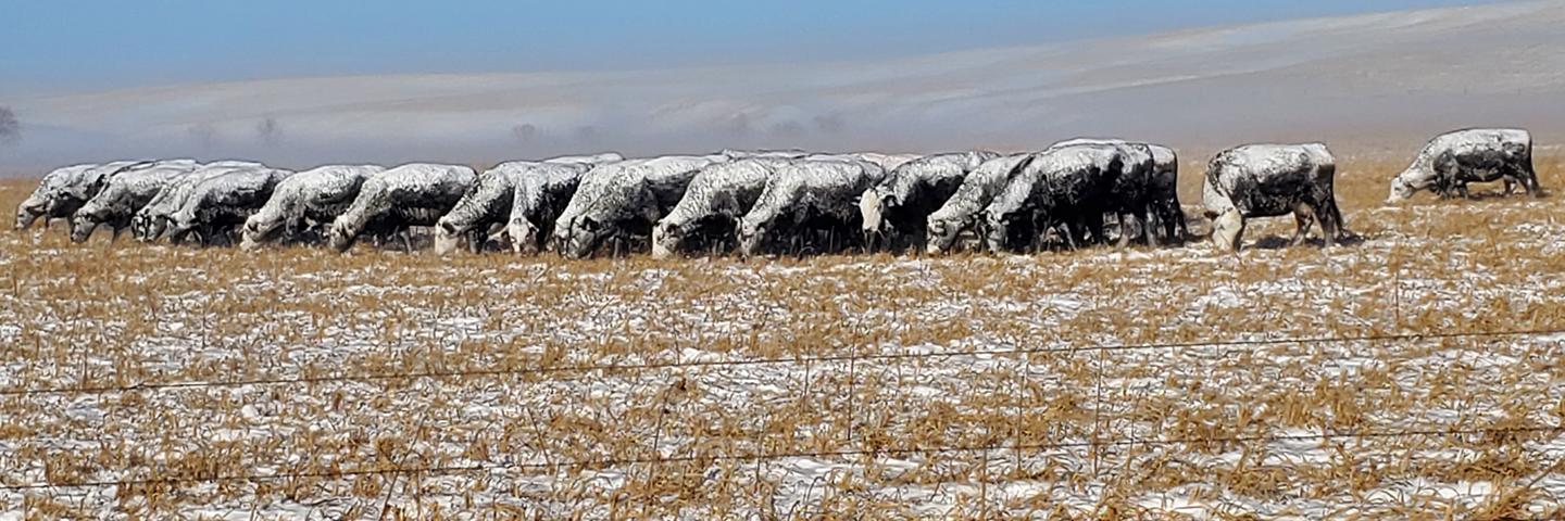 Sheep grazing and covered in snow