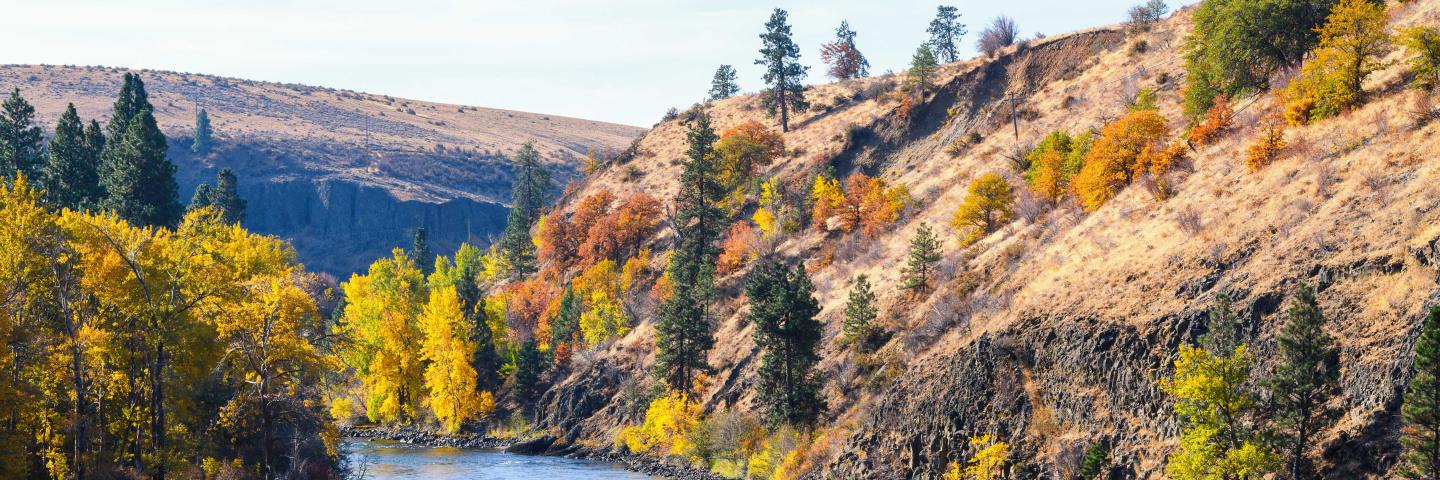 The Yakima River in Kitttias County Washington passes between arid hillsides. Fall colors dot the landscape