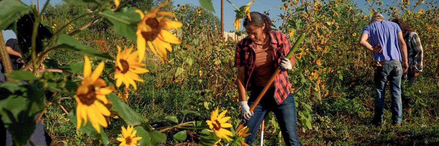 Young woman of color raking downed sunflowers in an urban sunflower patch