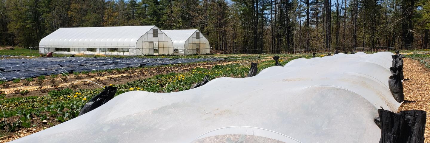 Two beds of cabbage and napa cabbage under insect exclusion netting, anchored by black sandbags, protect the crops from flea beetle damage at Winter Street Farm in Claremont, N.H. In the background two high tunnels that were installed with the financial assistance of the NRCS. (Photo by Alina Cypher/Xerces Society)