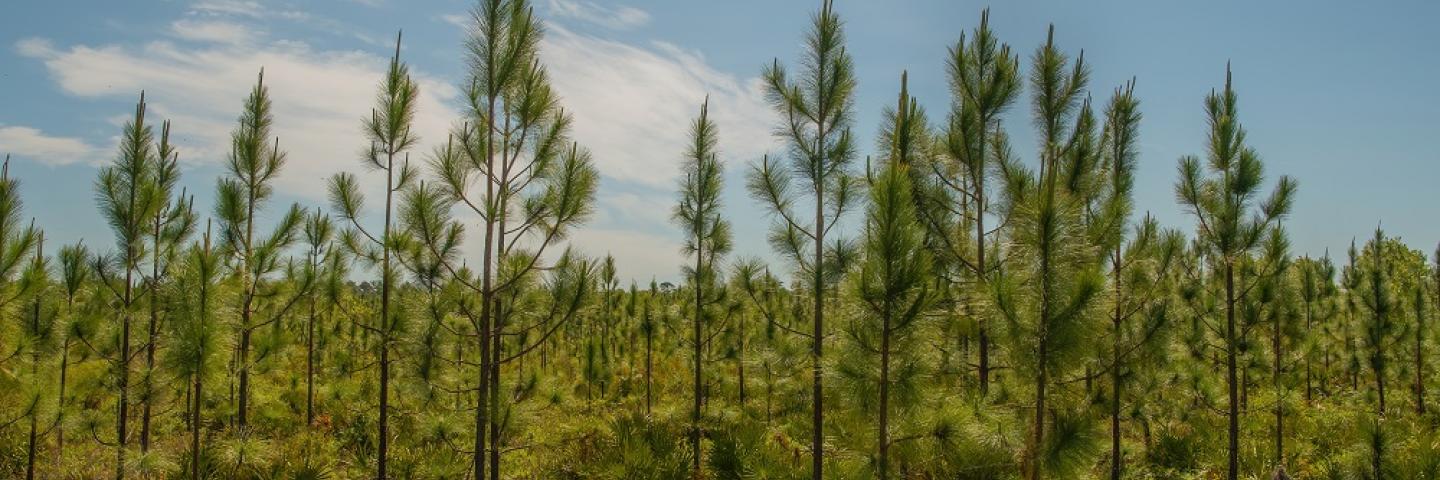 Florida pine trees