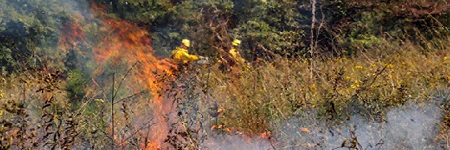 Prescribed Burning in a Joint Chiefs' forestry boundary.