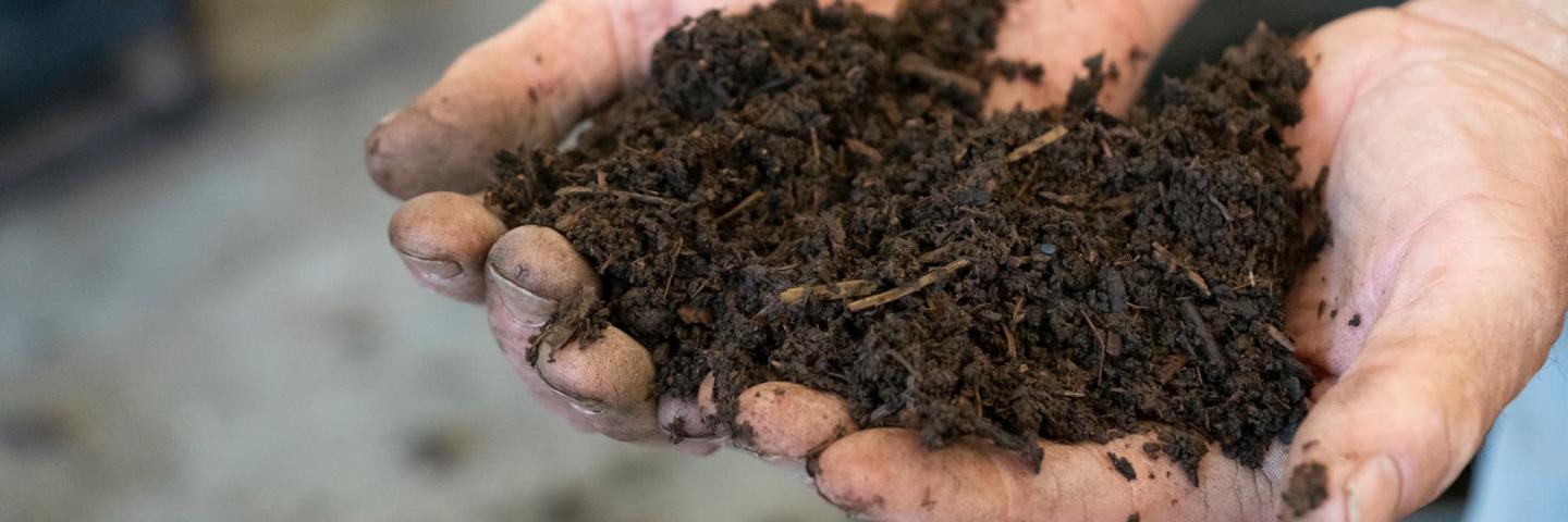 Double handful of finished compost