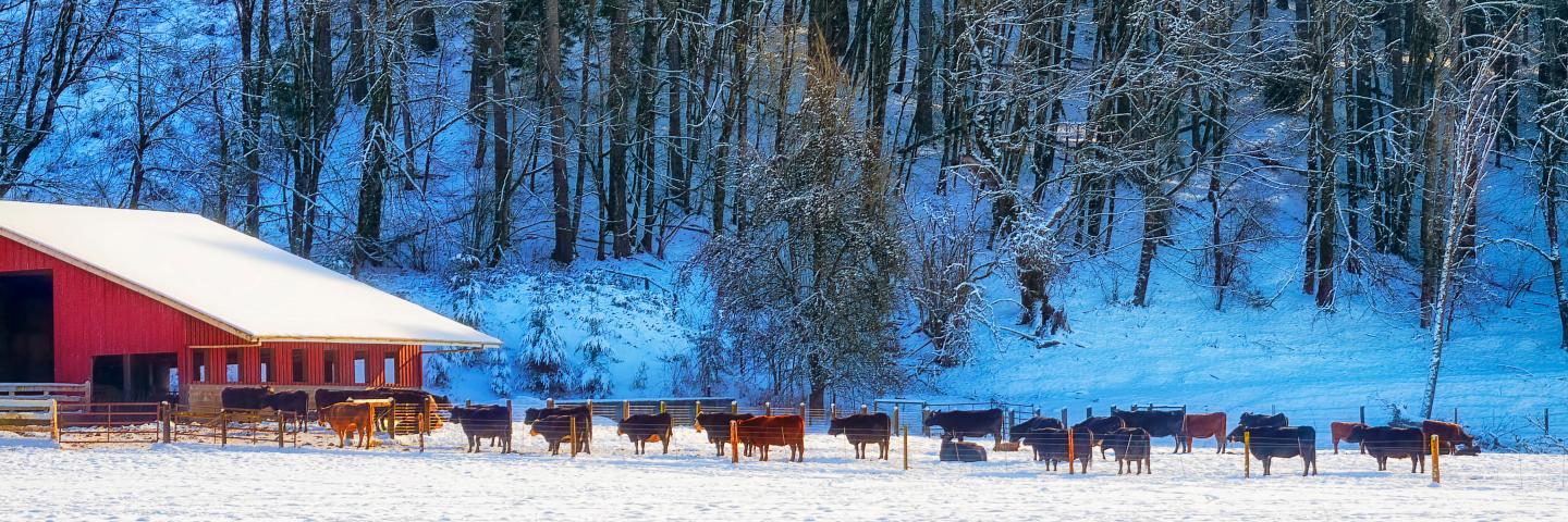 Winter country setting with red barn and cattle