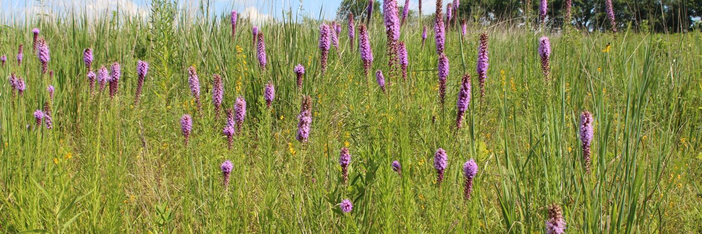 Missouri Roadside Remnant