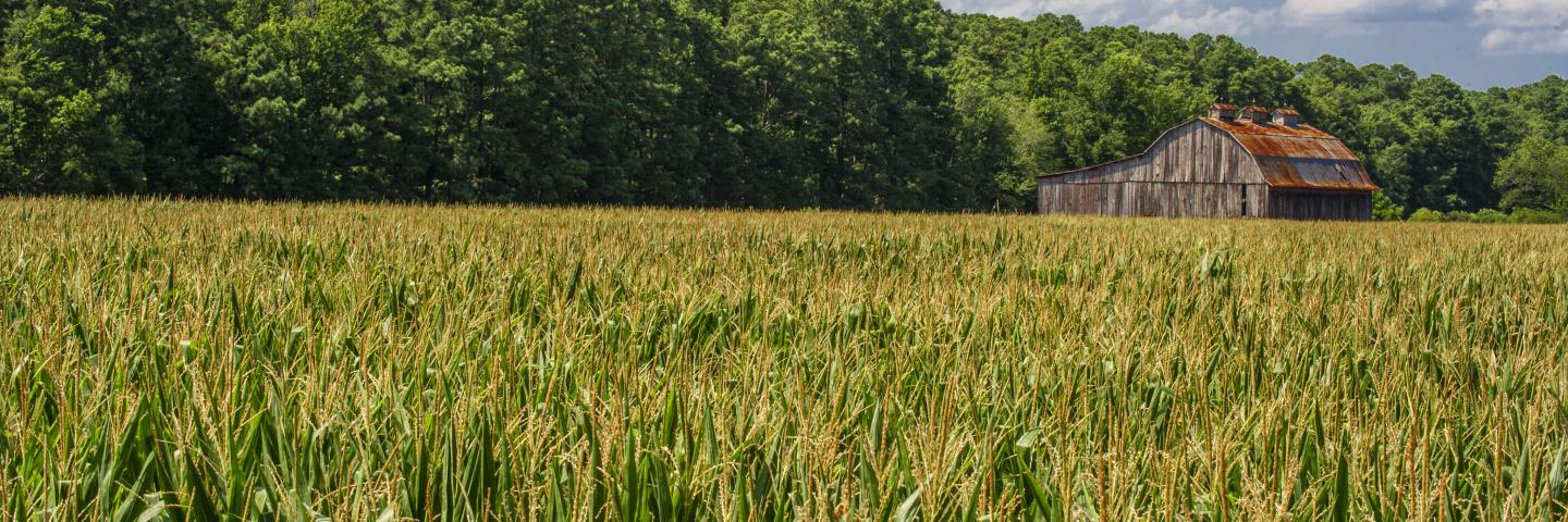 Barn in Cornfield Maryland