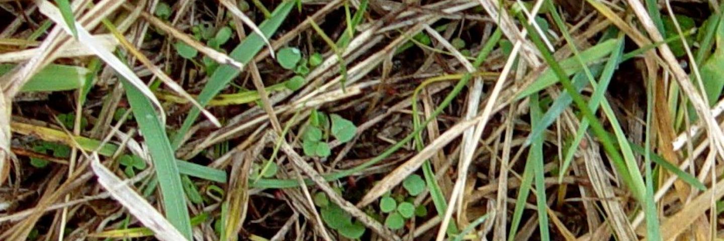 February grazing bites