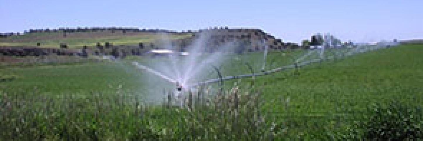 Irrigation Sprinklers in a field